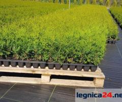 Tuja szmaragd brabant ok 30 cm dostawa gratis