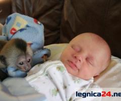 Dobrze wyszkolone małpy kapucynki na sprzedaż