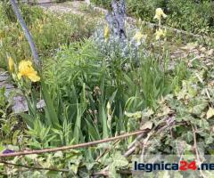Działka ROD na sprzedaz Legnica