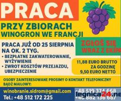 WINOBRANIE FRANCJA