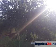 Działka ROD "ZORZA" w Ziemnicach k/Legnicy (PILNE)
